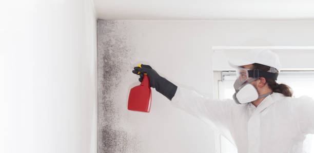 Best Certified Mold Removal  in Emerald Lake Hills, CA