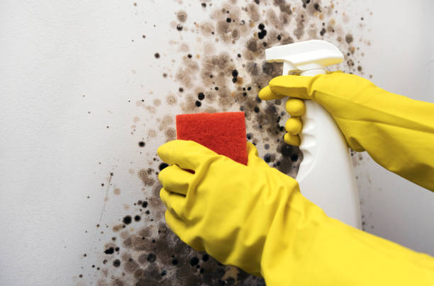Professional Mold Removal in Emerald Lake Hills, CA