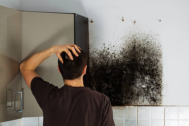 Best Attic Mold Removal  in Emerald Lake Hills, CA